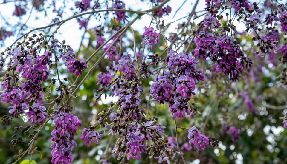 Toronto Functional Medicine Centre Explores Sucupira Medicinal Trees: A Functional Medicine Toronto Perspective
